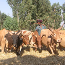 En battant le blé avec des boeufs, Ethiopie